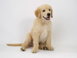 young_golden_retriever_1600x1200[1]